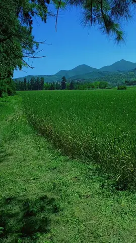 مَا تَعَسَرَتْ إِلَّا وَتَيَسَرَتْ وَمَا ضَاقَتْ إِلَّا فُرِجَتْ  سيجعل الله بعد عسر يسراً  لا تَحْزَنْ إِنَّ اللَّهَ معنا  فَإِنَّ مَعَ الْعُسْرِ يُسْرًا * إِنَّ مَعَ الْعُسْرِ يُسْرًا  وَلَا تَهِنُوا وَلَا تَحْزَنُوا وأنتم الأَعْلَوْنَ إن كنتم مُؤْمِنِينَ  يُرِيدُ الله بكم اليسر ولا يُرِيدُ بكم العسر  #دعاء_راحة_نفسية 