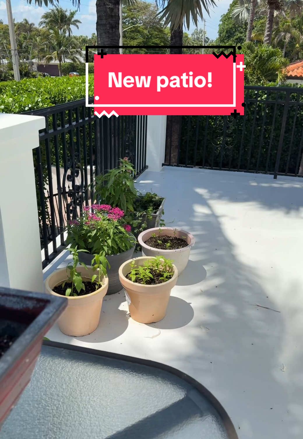 #florida #patios #containergardening #milkweed #milkweedformonarchs 