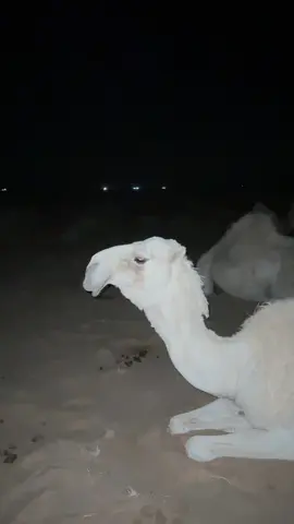 #اكسبلوررر 