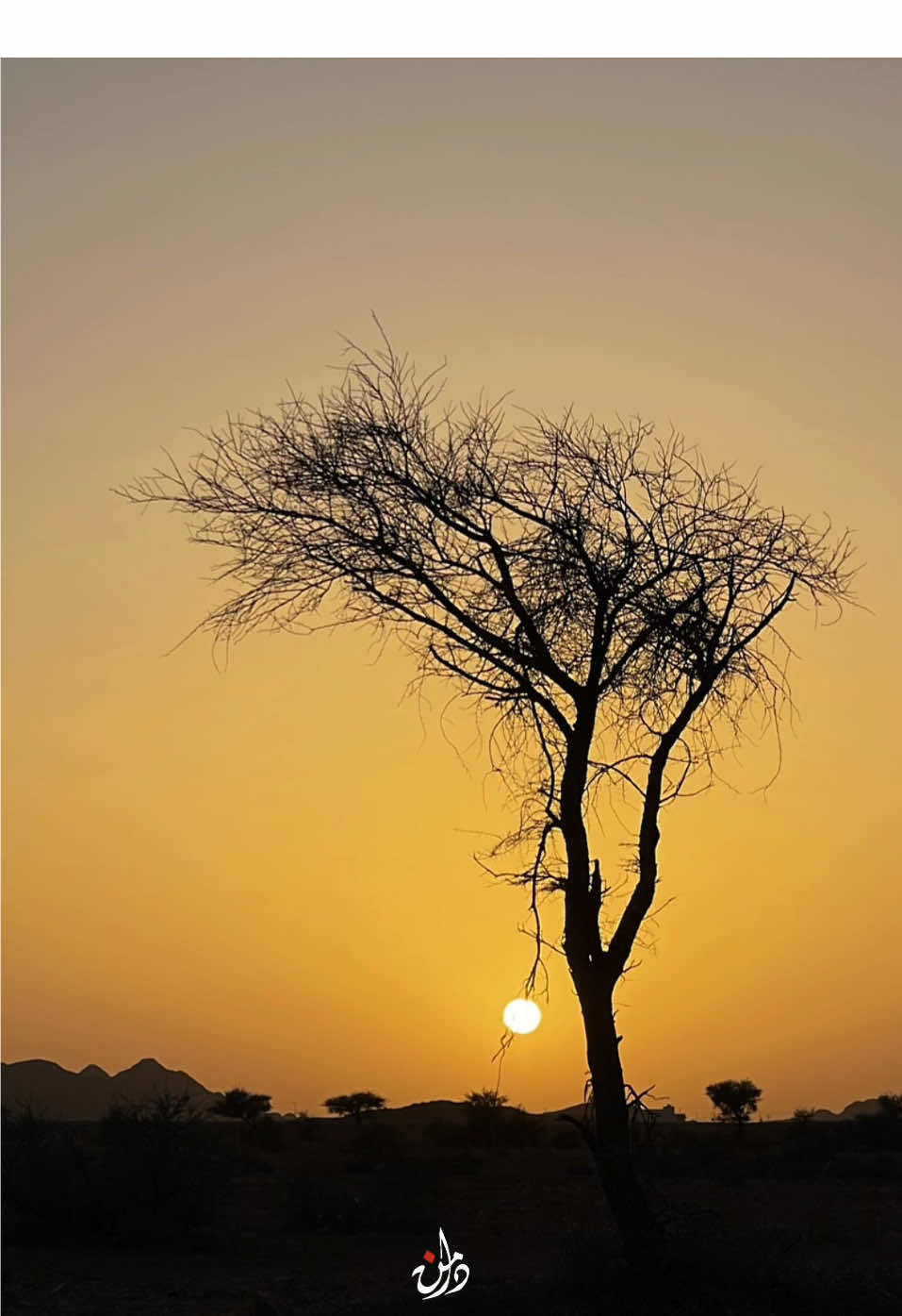 أجمع سمان الهرج خوف من التقصير 