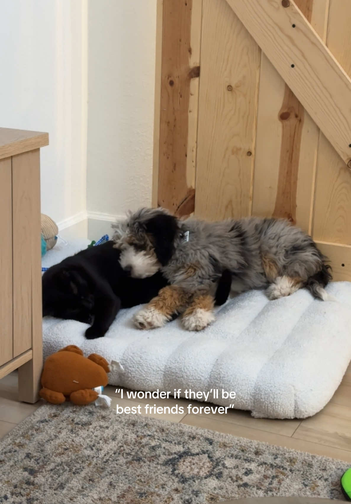 I’ll sob. 😭😭😭 #minibernedoodle #dogmom #catmom #minibernedoodlepuppy #BestFriends #dogandcatbestfriends 