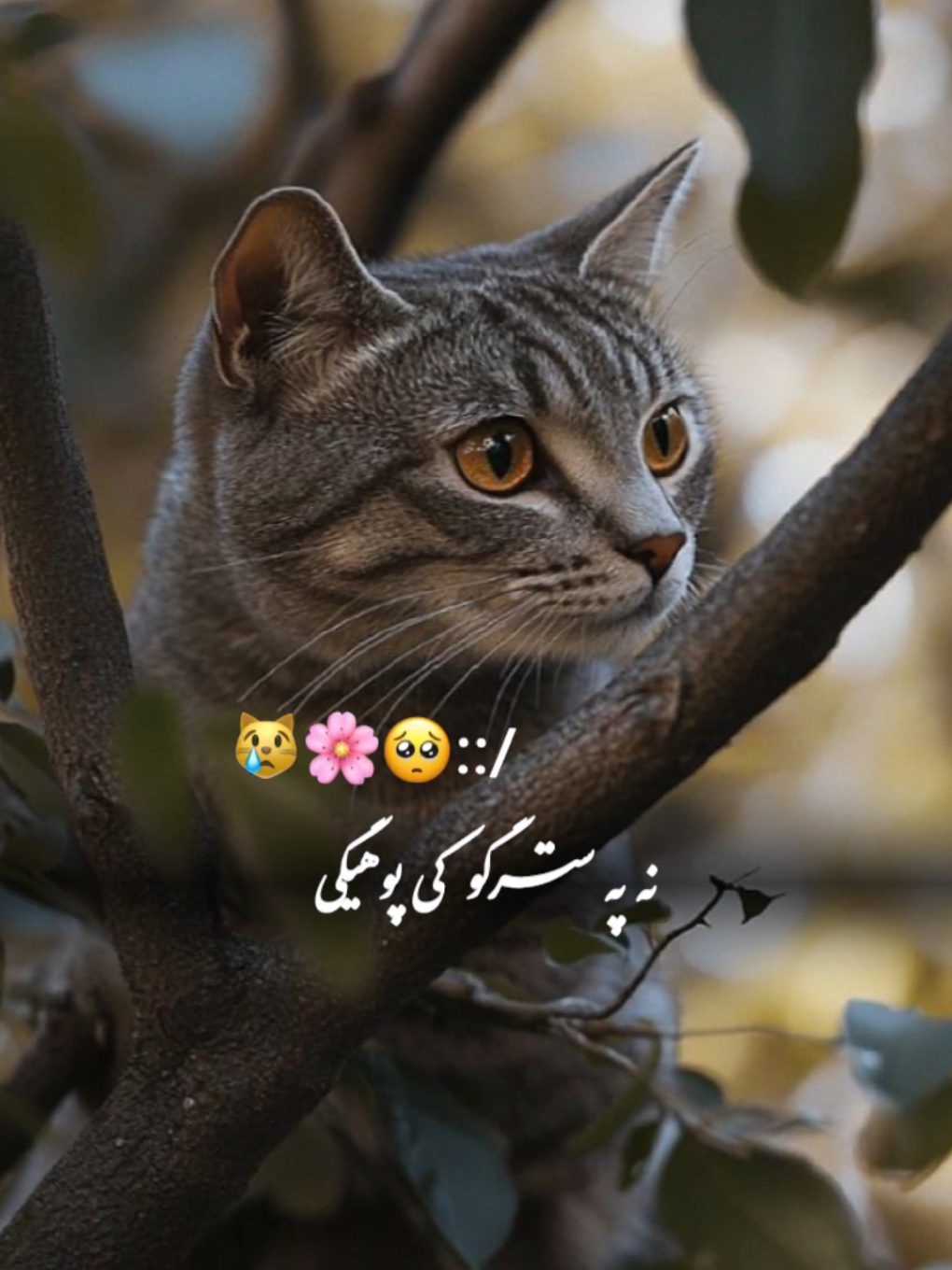 #CapCut هو قربان ❤✋🏿#تمپلیت♥️_جدید #تمپلیت_جدید #رپ #پشتو #رپ_فارسی #اهنگ_افغانی #اهنگ_پشتو #اهنگ_عاشقانه #creatorsearchinsights #oo__3salar_afg 