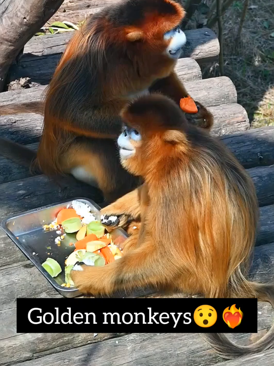Wow! this monkey breed is gorgeous! It is called the Golden monkey breed! 💝 . . . . . . #monkey #monkeypark #monkeyseemonkeydo #Monkeyvideos #beyondtheblueprint #animalpark #baboon  #animalkingdom  #funnyanimalmemes  #funnymonkey  #animals  #hanuman  #hanumanji #funnyreelsvideo #animalsoftiktok #tiktokvirals  #animalsofinstagram #zoolife #monkeyfun #badmonkey #animalvideos #animalvideo #viralbdtiktok #animalenthusiast #fyyyypppp #bdviralreels  #viralbd  #fbreels2024ツ