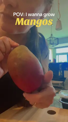 Someone tell me if this is good to sprout! 💜🤷🏻‍♀️ #mangos #mangoes #sprout #growyourownfood #garden #selenaskye 