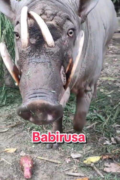 The babirusa is on a time limit 