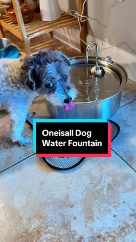 A must have for your dog! 🐕 💦#dog #dogwaterfountain #creatorsearchinsights 