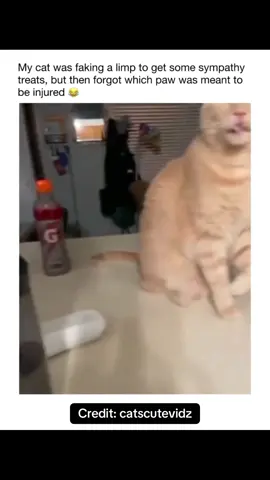 He forgot which Paw he was faking it with!  🐾😂😂🐱🥰 💟☮️