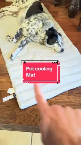 This pet cooling mat is awesome. I’m grabbing one for all my animals!  #coolingblanket #coolingmat #petaccessories #cooling #PetsOfTikTok #dogsoftiktok #ttslevelup #summerheat  #Summer 