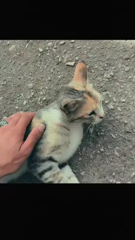 🐈‍⬛🤍 #قط #cat #عشاق_القطط #الجزائر #tranding #الشعب_الصيني_ماله_حل😂😂 #صحاب #الشعب_الصيني_ماله_حل😂✌️ #مالي_خلق_احط_هاشتاقات🧢 #الجزائر 