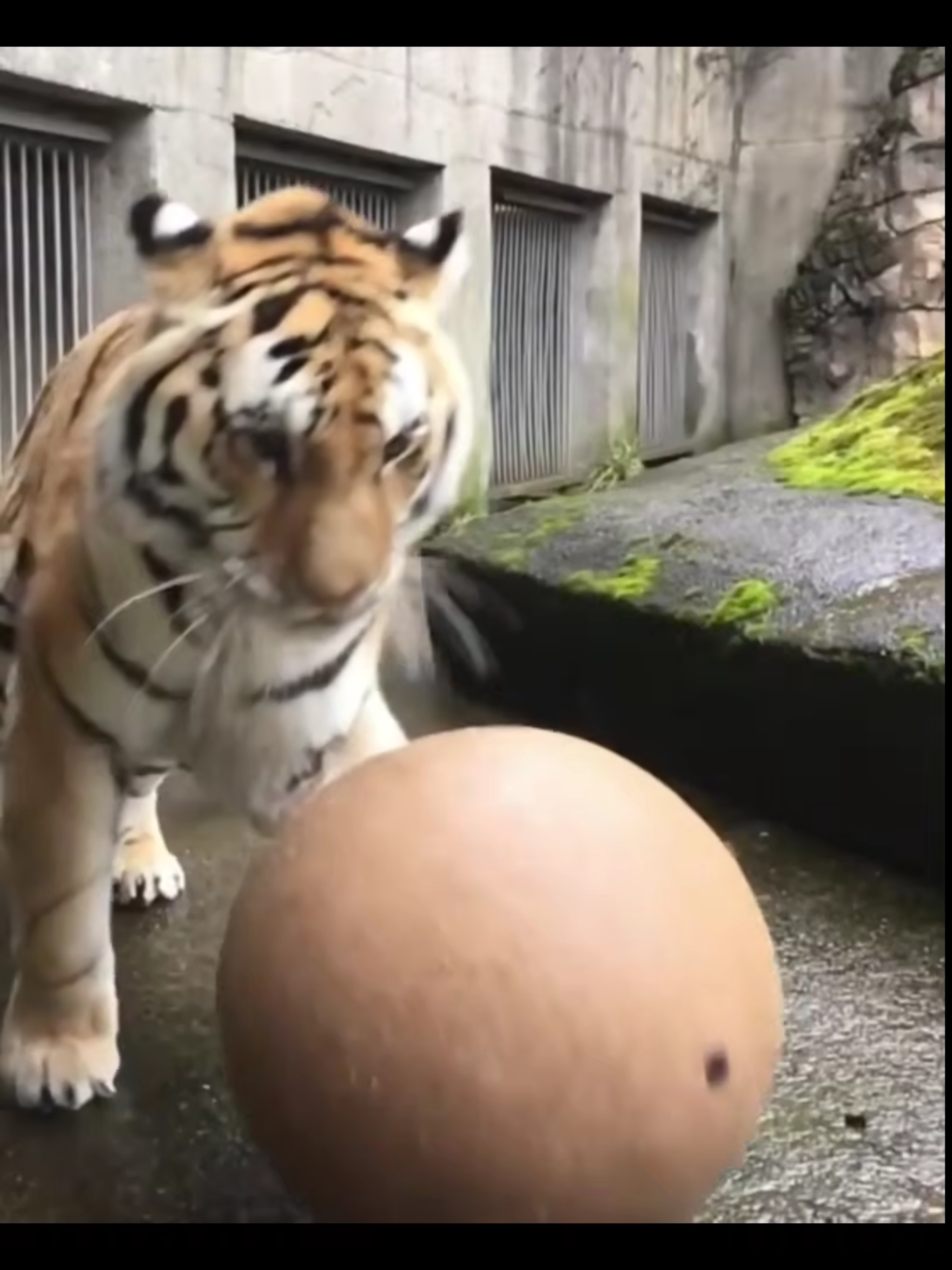 big cats are still cats. #nartballs