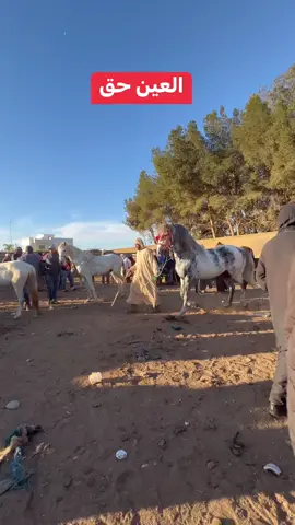 #ابوني_ياك_باطل_ولا_حنا_مانستاهلوش #عاشق_الخيل #الخيل #عشق_الخيل #الخيل #ترند #المغرب🇲🇦تونس🇹🇳الجزائر🇩🇿 #fouryou #fyp #explore #الجزائر #fa #الجزائر #ترند_جديد #ترندات_تيك_توك #الخيل_عشق_لاينتهي #تونس #الإمارات #اسطنبول #اسبانيا🇪🇸_ايطاليا🇮🇹_البرتغال🇵🇹 #الشعب_الصيني_ماله_حل😂😂 