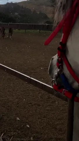 #الباحة #بلجرشي #خيل_وخياله🐎 #explore #مطر 