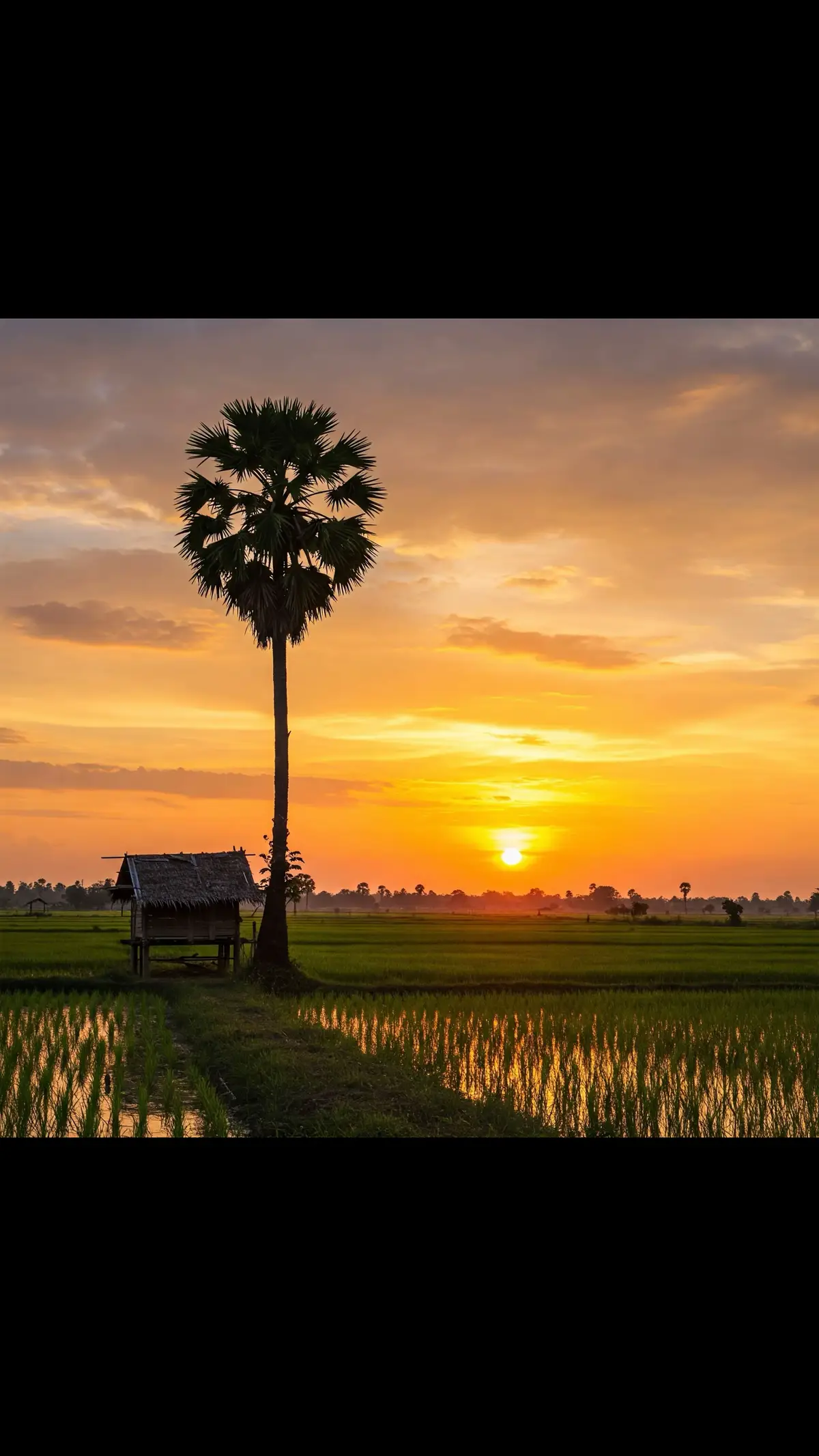 #ចម្រៀងខ្មែរ #ចម្រៀងពីរោះៗ #ទេសភាពស្រុកស្រែ🌄🏜️🌱🌼🌾🐟 #ស្រុកស្រែ #ភ្លេងការ 
