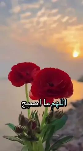 ‏أصبحنا واصبح الملك لله رب العالمين #صباحكم_معطر_بذكر_الله🌹🍃 