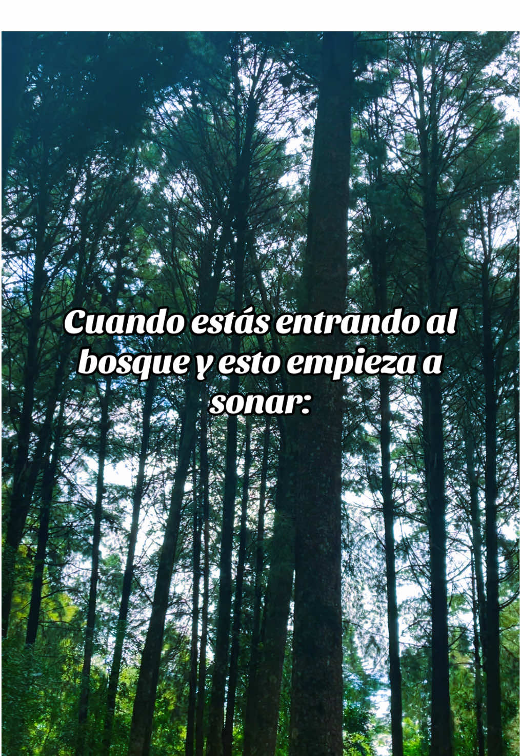 Sigue la melodía… 🎵 #zelda #zeldawoods #nintendo #nintendoswitch #streamer #fyp #foryoupage #lostwoods #thelengendofzelda #ecuador #videogame #videojuegos #musicgame #streamer 