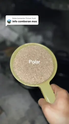 Membalas @Firman Syah   Ojo lali di lus lus sapine 😅.                   #sapi #pedetsuper #sapiviral #sapilimosinsuper #pedetansupersimetal 