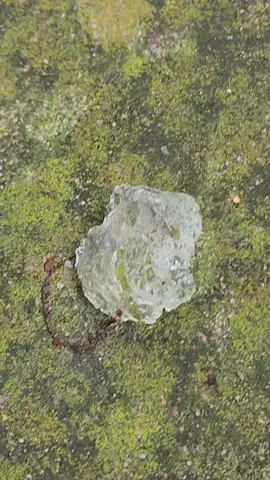#fyp #Aftertherain #Texasjelly #gelatinous #strange #IjumpedwhenItouchedit #Ewww #Whatisthat ? #Texasrain #bluerainandjelly 