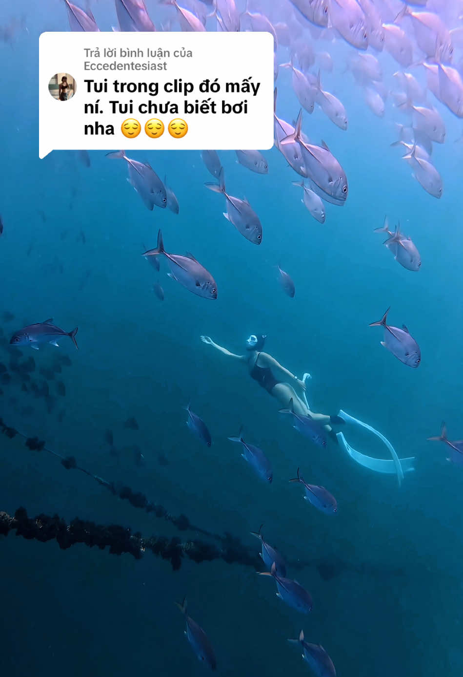 Trả lời @Eccedentesiast  Bơi và lặn là 2 bộ môn khác nhau. Tuy nhiên, người muốn lặn vẫn cần phải biết đứng nước và sử dụng thành thạo dụng cụ lặn tự do.  Trong tour lặn của mình, các bạn sẽ được hướng dẫn kĩ năng đứng nước, dùng dụng cụ và học kĩ thuật lặn an toàn.  Tour private 1 kèm 1 hoặc tối đa kèm 2. Không nhấn dìm khách để quay chụp mà hoàn toàn hướng dẫn tận tình để khách có thể tự lặn, để được thật sự trải nghiệm sâu về bộ môn này. Rất cảm ơn mọi người luôn tin tưởng và đồng hành! Hẹn gặp❤️❤️❤️ #dulichdanang #freedivingdanang #freediving #danang #cheosupdanang #vietnamese #lantudo #chill 