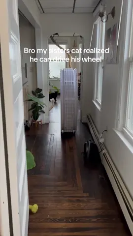 Bengals are something else I swear 