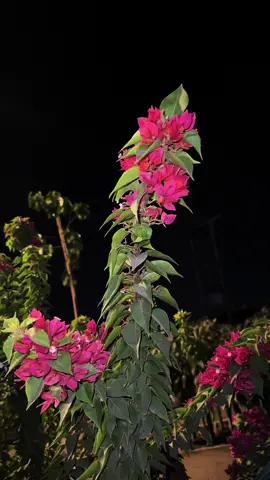 وہ واقف ہے تمہارے ہر ایک آنسو سے، ہر ایک تڑپ سے وہ بدل دے گا تقدیریں،تم بس تھوڑا سا صبر کرو۔💗☝🏻🌸 #viral #flowers #aesthetic #nature #1millionaudition #naat #night #vibes #growmyaccount #unfreeze @nature vibes🍃🫶🏻 #foryoupage 