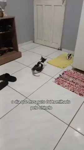 quem venceu? 🤣🤣🤣🤣 #gatostiktok #catlover #gatosfofinhos #fyp #gatosdetiktok 