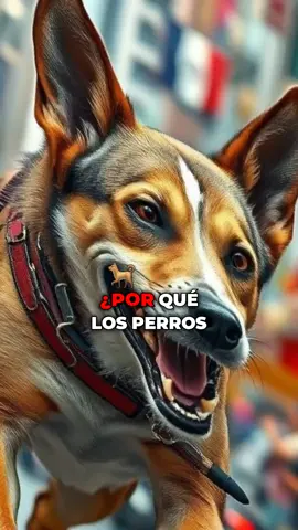 ¡Perros Mexicanos al Ataque! 🐕💪 Descubre por qué los perros de México son los verdaderos guerreros de la calle. ¡Sin mimos, solo pura calle! #Perros #CulturaMexicana #Mascotas #VidaUrbana #Humor