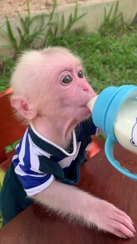 Drink Time 🍶💕 #animalsoftiktok #monkey #PetsOfTikTok