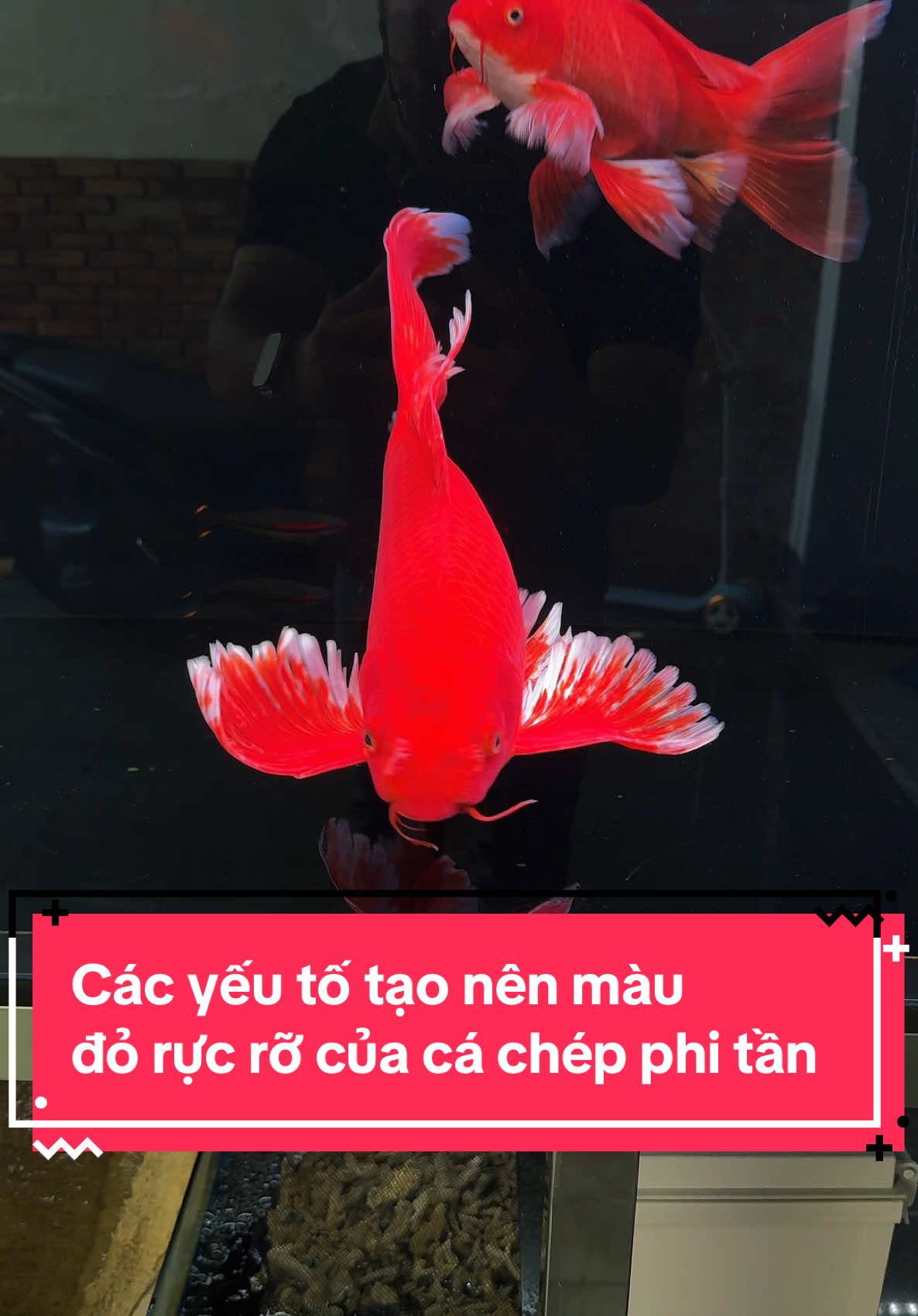 Các yếu tố tạo nên màu đỏ rực rỡ của 1 con cá chép phi tần #tuấnmêcá #hocatuanmeca #menuoica #tulamhoca #cachepphitan #cachepphitando #camcachepphitan 