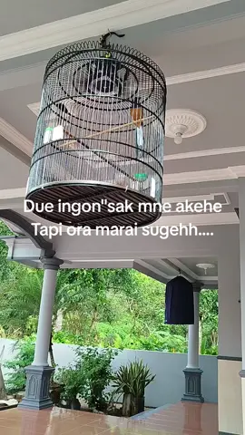 kicau mania tampil