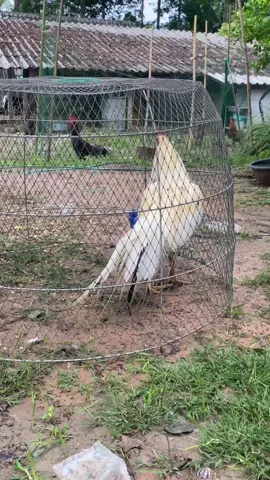 #ค่ายไก่เพชรณถลาง🐣🐔🙃 #อนุรักษ์ไก่ใต้🐓 #ไก่เดือยภาคใต้ #ลูกบ้านท้ายตาราง💯 #สุราษฎร์ธานี❤️ 