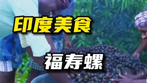 福寿螺到底能吃吗？印度三哥烹饪福寿螺，味道好极了！户外美食 纪录片解说 乡村味道 我的乡村生活
