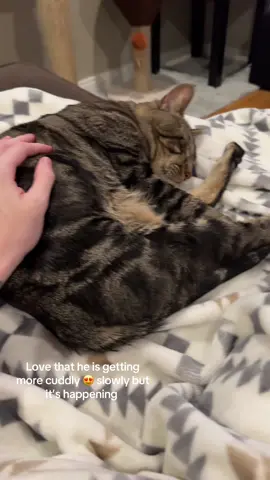 I think I have finally figured out how to get him to cuddle me. Just use his favorite blanket and sit in his favorite spot #catsoftiktok #catcuddles #catlover 