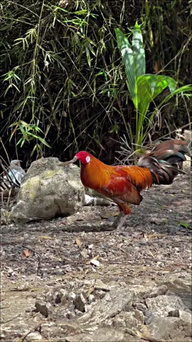 Tre giá tốt✅ #gatre #travinh #yêuđộngvật #gà_chọi_việt_nam #suhuongtiktok #thinhhanh #gàtresieumy #CapCut 