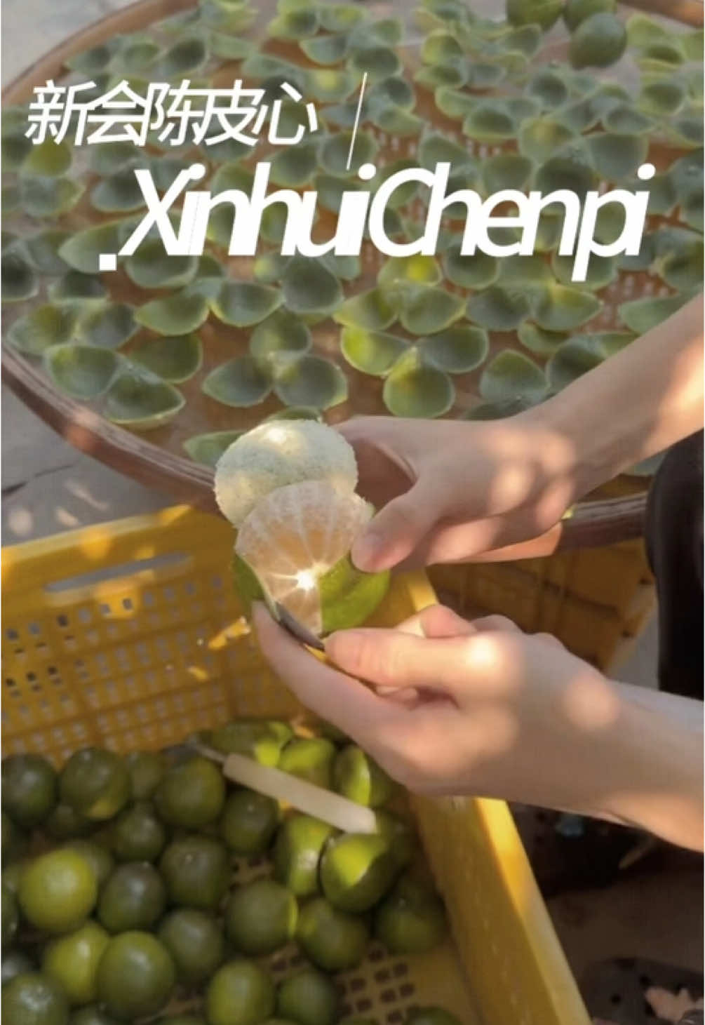 Xinhui Chenpi is a special dried citrus peel from Guangdong, China, aged for years like fine wine. It's a treasure in Chinese food and medicine#tea #chinese #greentea #Xinhui Chenpi#