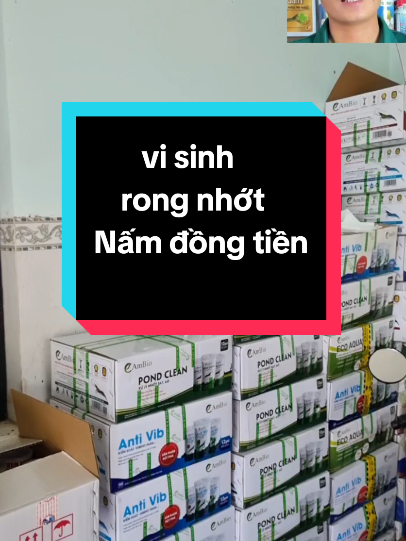 ao bị rong rêu,nhớt bạt,nước tanh do tảo tàn,nấm đồng tiền#thuysan #thuysantomviet #nuoitomcongnghecao #nuoitom 