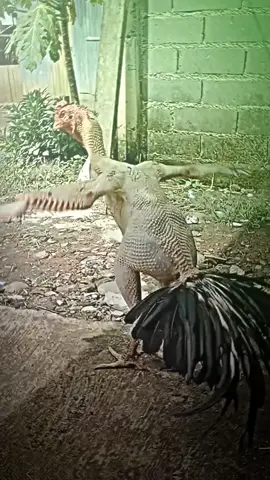 The power of chicken 😂😂#fyp #viral #funnymoments #funnyvideos #funnyedit #funnychicken #roster #thepowerofchicken #fyp #viral #trinding_video#trinding_editz #cce_path_presetz @jen 