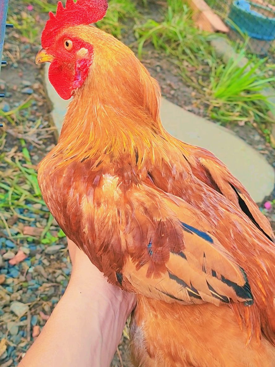 trở về tuổi thơ, giống gà tàu xưa, con gà vàng cục ta cục tác... #xuhuong 