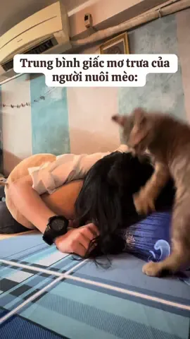 Giấc mơ trưa cỡ này 🤡 #meo #mèo #mèocon #meocon #cat #catsoftiktok #kitten #nuoimeo #consen #hoangthuongmeo #pet #PetsOfTikTok #haihuoc #xuhuong #viral #fyp #fyppppppppppppppppppppppp 