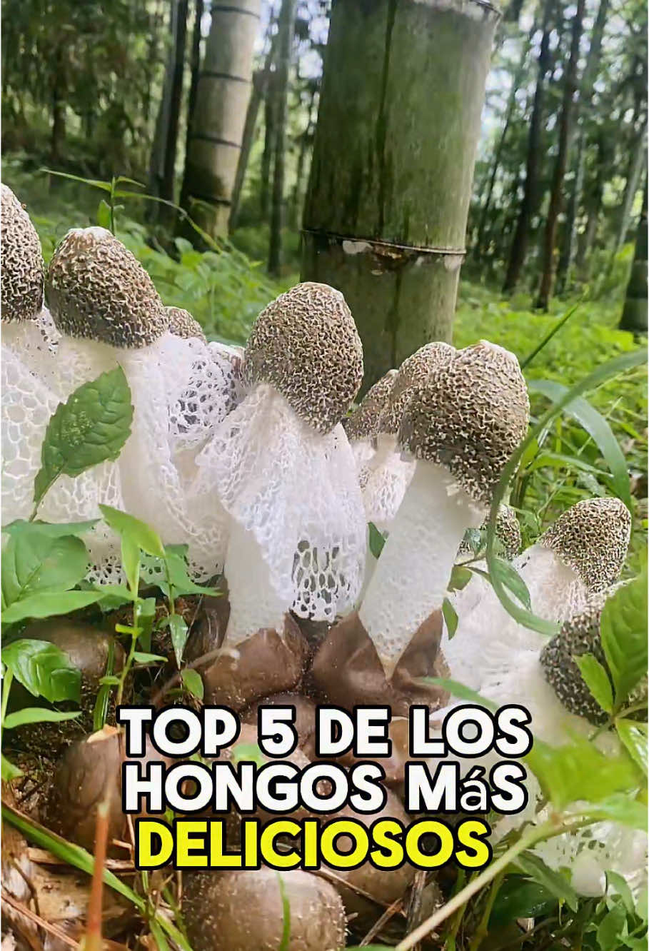 Five of the most delicious fungi in the world #world #explore #top5 #fungi #delicious #fyp