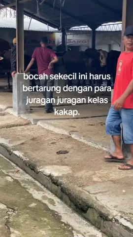 #peternaksapiindonesia #peternaksapimuda #peternakmuda #peternakmilenial #peternak #sapi #sapiqurban #sapijumbo #masukberanda 