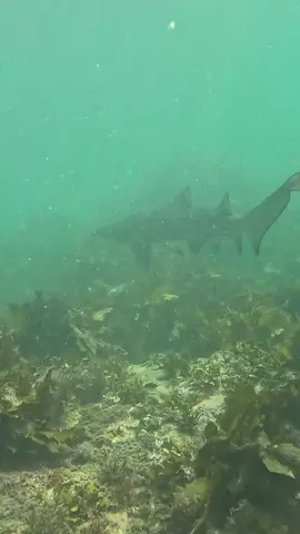 Grey Nurse Shark #shark #diving #ocean #fyp 
