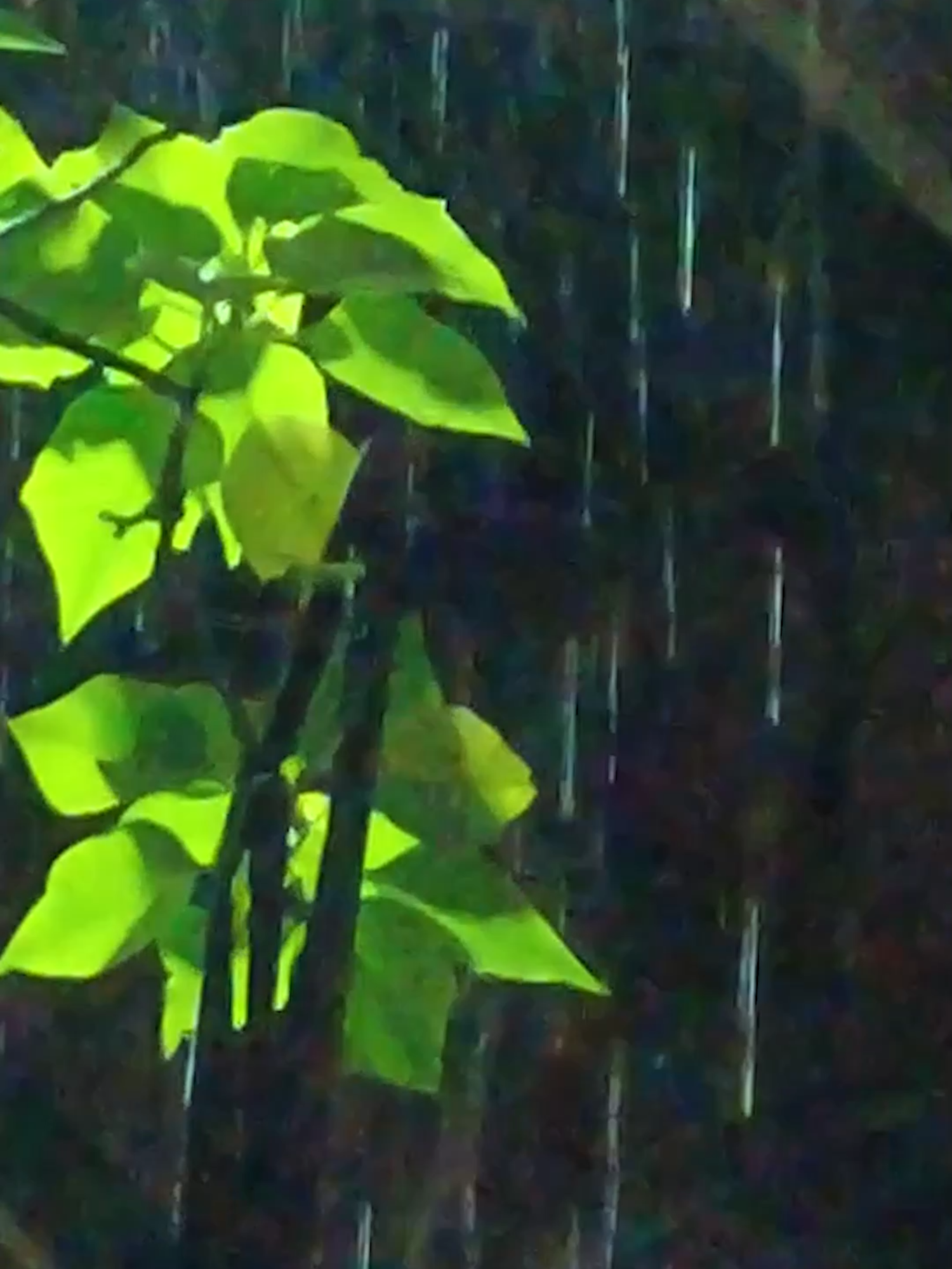 relaxing rain falling on leaves at night for a better sleep experience.  #rainsounds #rainsoundsforsleeping #rainsound #rainsoundsasmr #rainsoundsforsleep #nature #naturevibes #rainsoundsforsleepandrelaxation #naturesoundsforsleepandrelaxation #naturesoundsbeautiful #rainforest #natureza #naturelover #naturezaperfeita #relaxingvideos #heavyrain #heavyrain🌧️🌧️ #rainstorm #heavyrainsounds #rainasmr #rainonleaves
