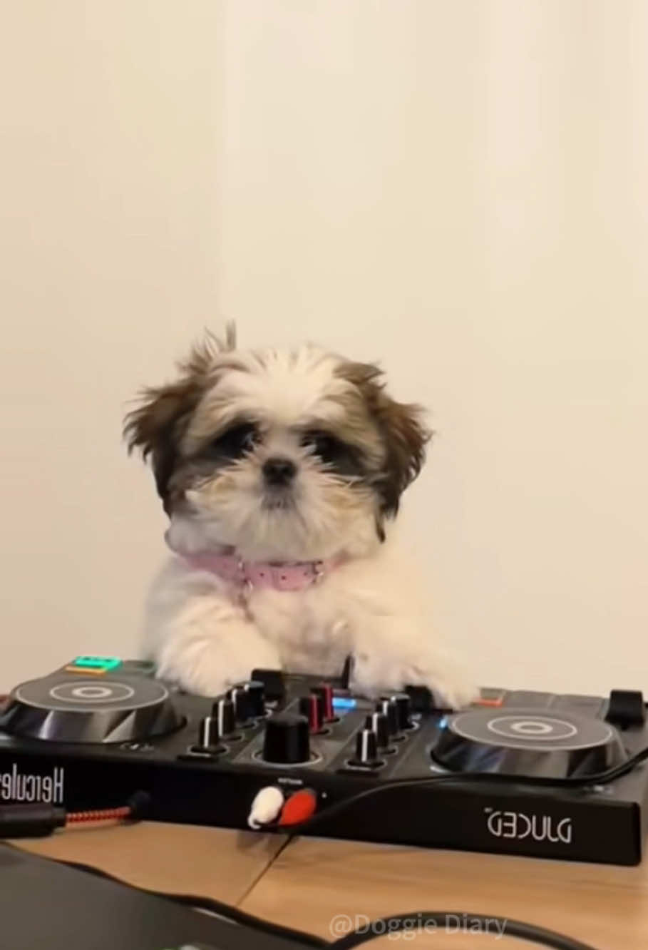 Dogs sway to the music 🤣 #funny #funnyvideo #dog #cute #😂😂 #foryou #dogsoftiktoks 