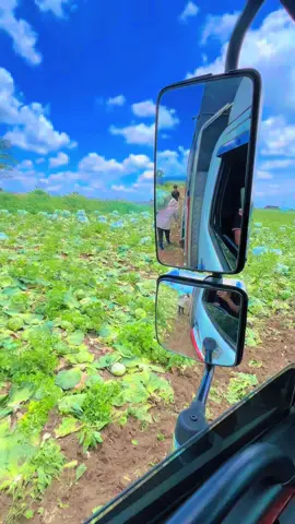 Xe rau 🚛🥒🍓🫑🥬#vuaraungocphat#hino500#xerau#xerau49lamdong #xuhuongtiktok2025 