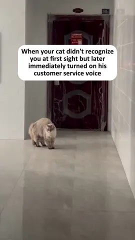 The voice switch ☠️ #cat #cute #catlover #fun #meme #fyp 