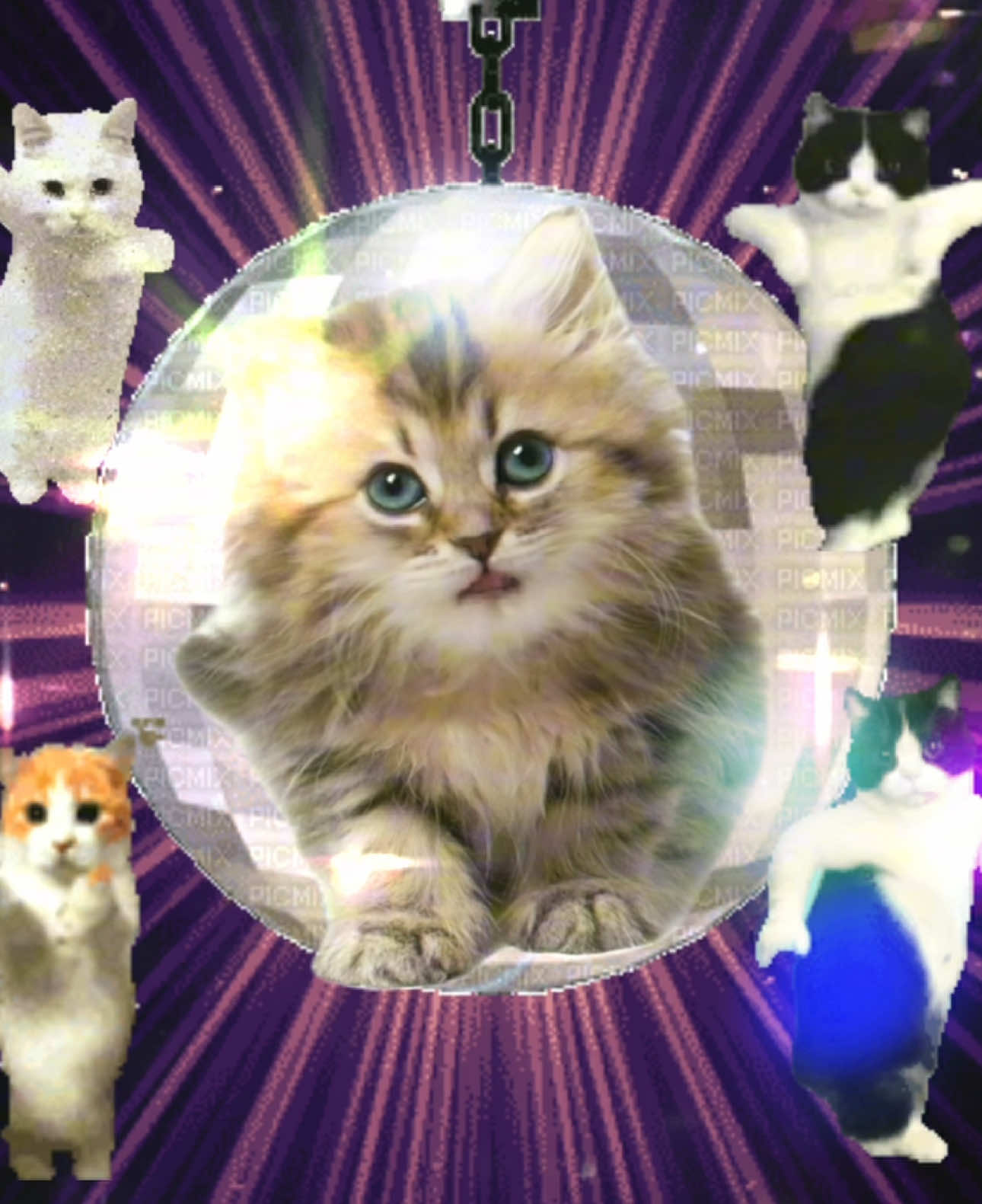 under your spell 🐈🐈🐈 #sillycat #talkingpetsai #catmeme #catcore #mecore #catsoftiktok #brainrot #cattok #jollytok #cat 