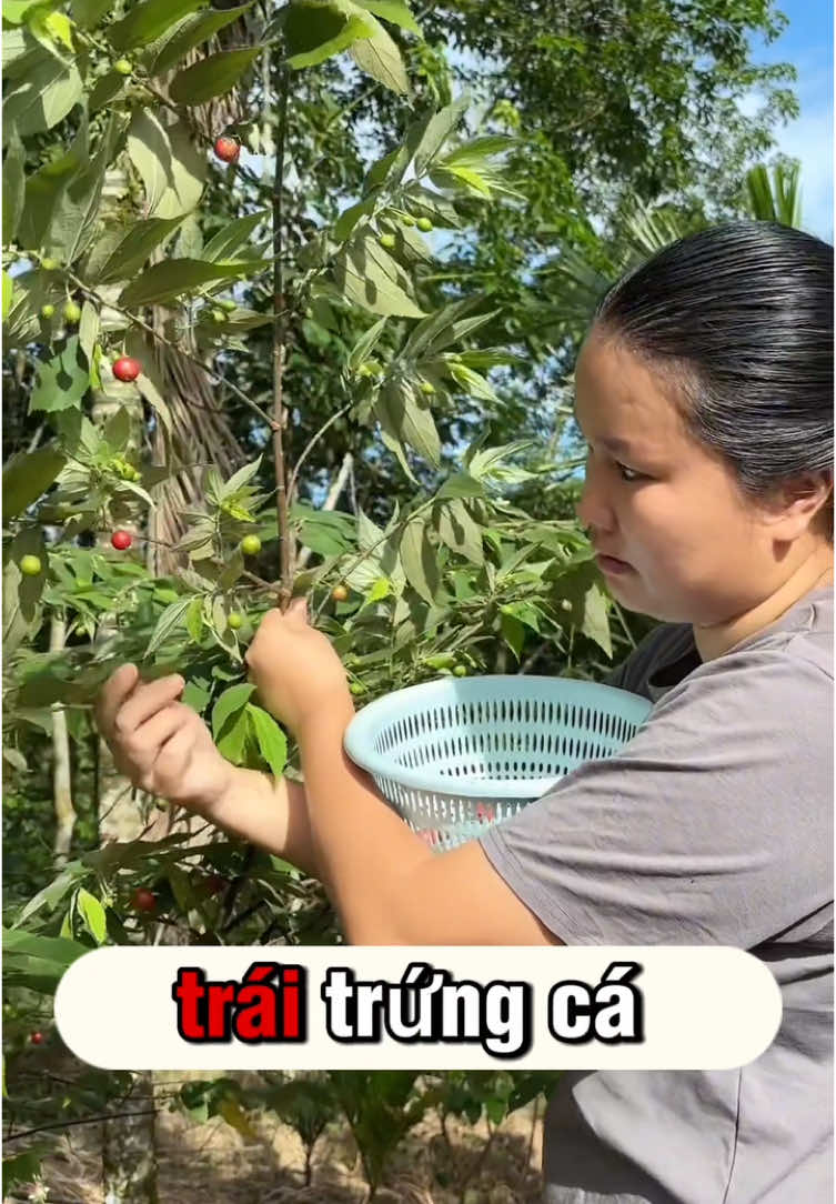Tác dụng của cây trứng cá mà ít ai biết, ai biết trái này chắc củng ngoài 30 tuổi rồi #benhgut #tieuduong #huyetap #baithuochay #baithuocdangian 