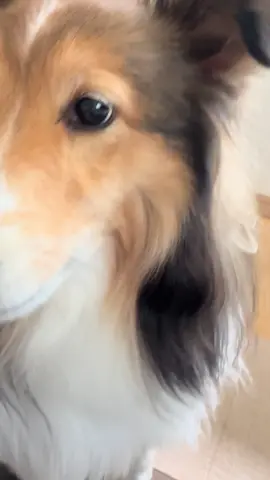 久しぶりの投稿🐶🌾#こまち #シェルティ #シェットランドシープドッグ #sheltie #shetlandsheepdog #宝犬 #asmr 