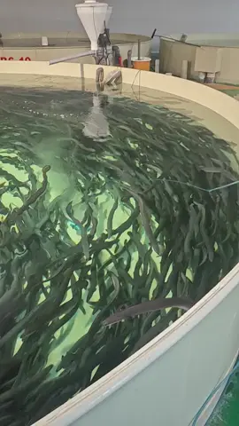 Eels Indoor farm#fishfarm #eels #Aquaculture #aquaculturesystem #fyp #fypシ #fish #aqua #