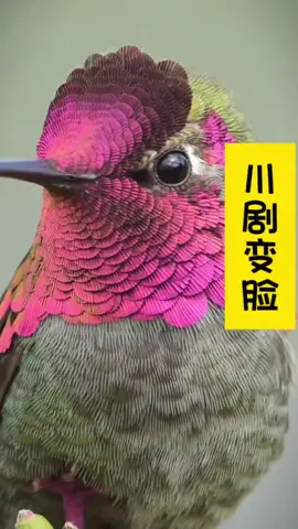鸟会川剧变脸！摄影师蹲守78天终于拍到“川剧变脸”一分钟可以变9张脸，一场鸟的视觉盛宴呈现你的眼前 #万物皆有灵性 #鸟 #奇妙的动物  #摄影  #上热搜 #上热门   #fyp  #fypシ #foryou  #foryoupage  #fyppppppppppppppppppppppp 